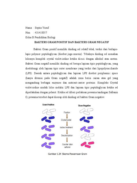 Bakteri Gram Positif And Negatif Pdf