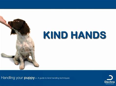 Kind Hands How To Handle Your Puppy Youtube