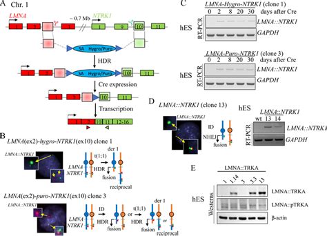 Generation Of Hes Cell Lines With Conditional Lmnantrk1 Fusion