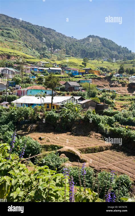 Vertical View Of A Small Village In The Tea Plantations In Nuwara Eliya