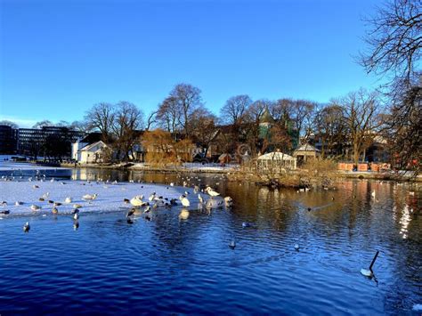 Stavanger City in Norway, View at Winter Time Stock Photo - Image of waterbird, snow: 264034168