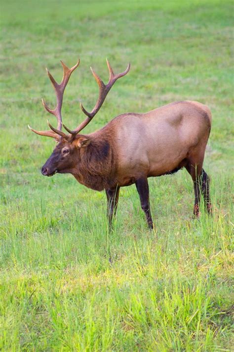 Bull Elk Cataloochee Valley Great Smoky Mountains North Carolina