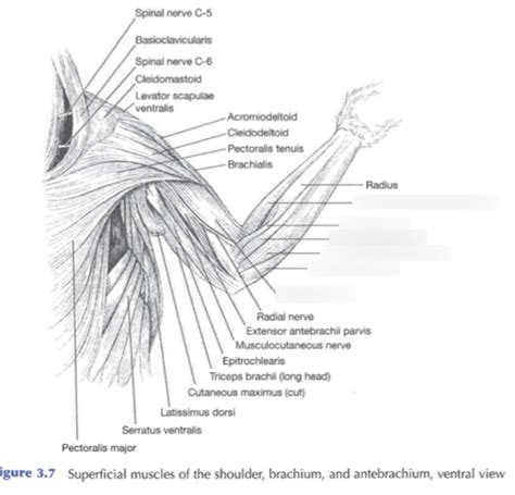 Rabbit Ventral Forelimb Muscles Diagram Quizlet