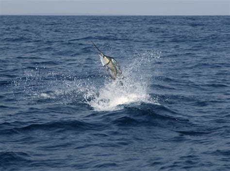 sailfish  life  animals