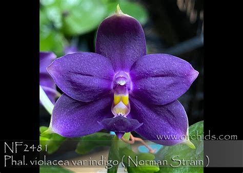 Phal Violacea Var Indigo Norman F1 Strain