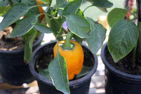 Bell Pepper Capsicum Annuum Stock Photo Image Of Consumed Stuffed