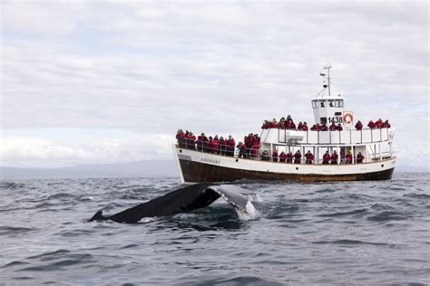 Best Cruises And Boat Tours In Husavik