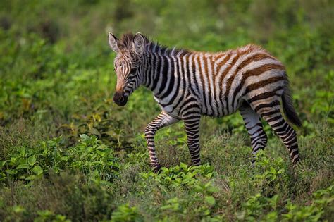 Africa Tanzania Zebra Equus Quagga License Image