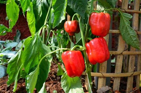 The Best Companion Plants for Peppers - Growfully