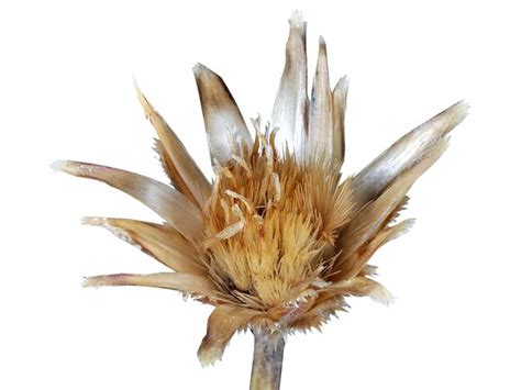 Premium Photo Centaurea Cyanus Cornflower Bachelor S Button Is Used