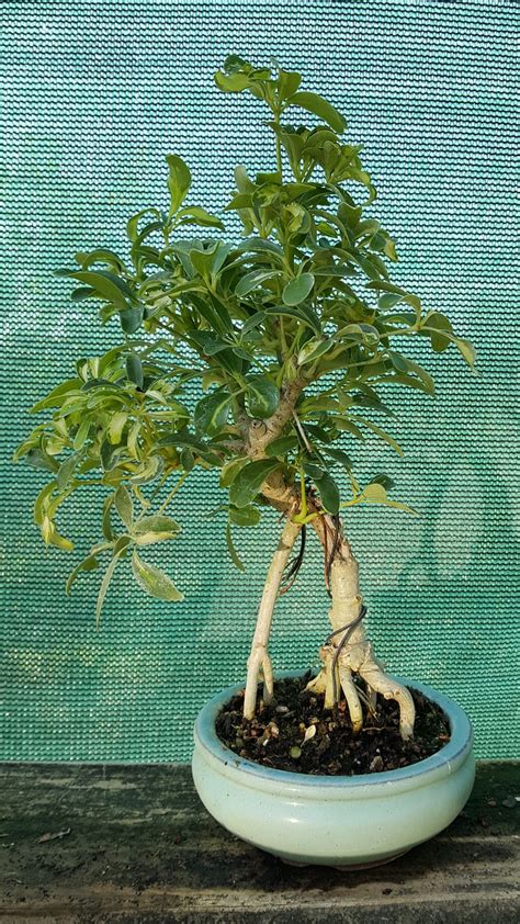 Bonsai Beginnings: Hawaiian Schefflera Schefflera arboricola