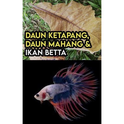 Daun Ketapang Asli Untuk Rawatan Air Ikan Betta Laga Guppy Arowana