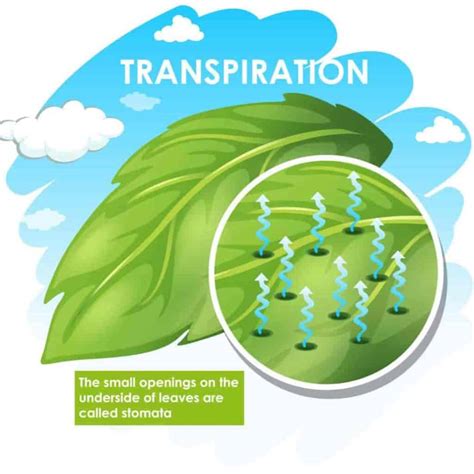 What Is Transpiration In Plants?