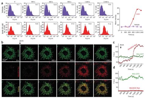 Simultaneous Detection Of Apoptosis And Mitochondrial Superoxide Production In Live Cells By