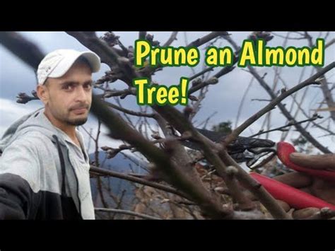 Prune An Almond Tree Kisanbagwan Youtube