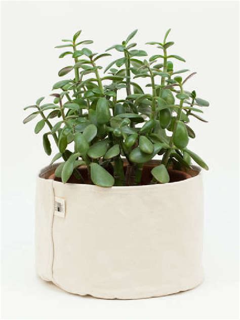 Object Of Desire Canvas Planter Set Gardenista Web Story Gardenista