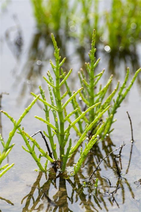 Salicornia Edible Plants Grow In Salt Marshes, Beaches, And Mangroves, Calles Also Glasswort ...