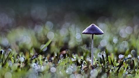 Fondos De Pantalla Luz De Sol Naturaleza C Sped Plantas Seta