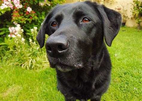 Perro Labrador Negro Información Fotos Y Videos