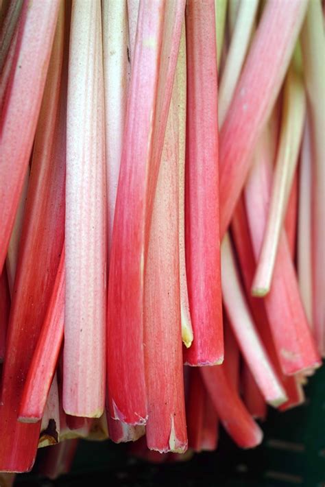 Rhabarber schälen eine einfache und knappe Anleitung freudengarten