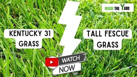 Kentucky 31 Vs Tall Fescue Know Which One Is Best YouTube