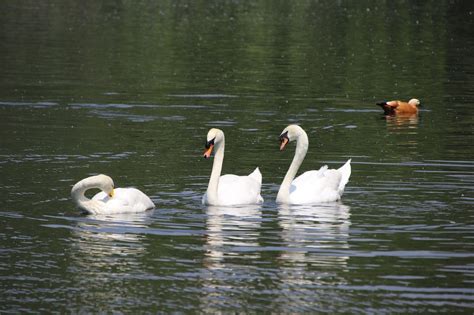 Swans Birds Lake White - Free photo on Pixabay - Pixabay