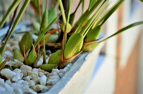 How To Grow And Care For Coconut Orchid Maxillaria Tenuifolia