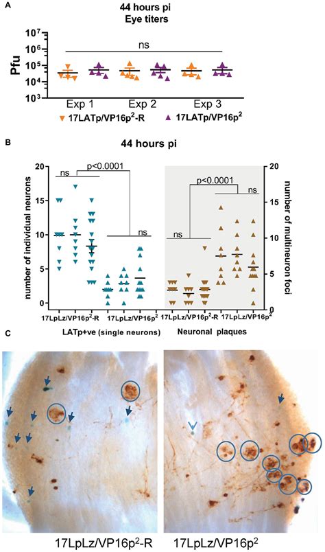 Frontiers Targeted Promoter Replacement Reveals That Herpes Simplex