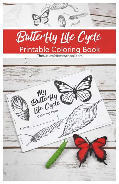 This Sensational Butterfly Life Cycle Book Printable will Blow your ...