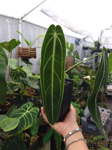 Anthurium Warocqueanum Dark And Narrow Form