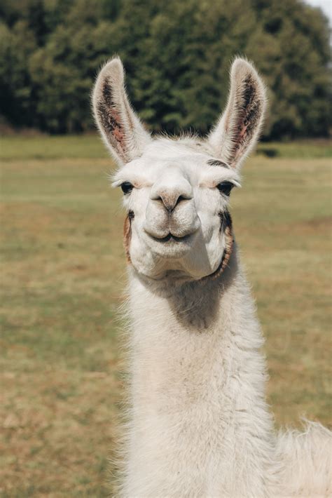 7 Differences Between Llamas And Alpacas