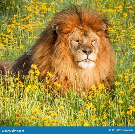 African Lion stock photo. Image of curiosity, environmental - 43919832