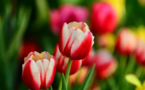 🔥 Free Download Buds Red And White Tulips Flowers Spring X By Rpacheco