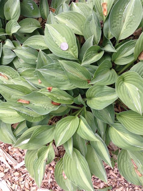 Hosta Fortunei Hyacinthina — Corn Hill Nursery