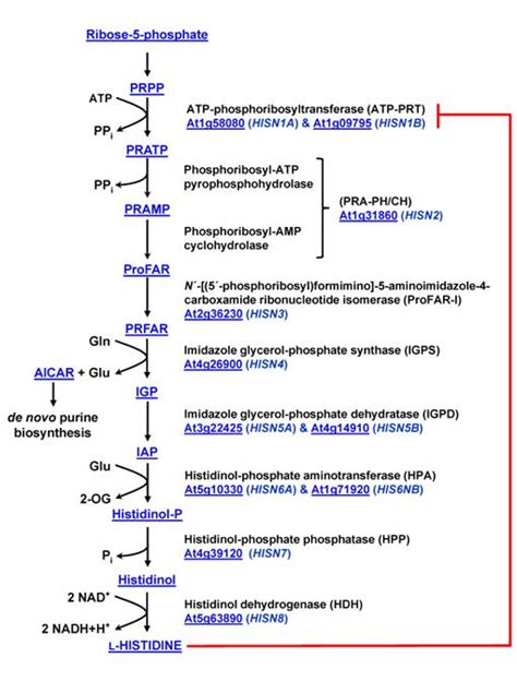 Histidine Biosynthesis