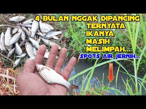 Mancing Wader Microfishing Spots Air Jernih Coba Pakai Teknik Ini