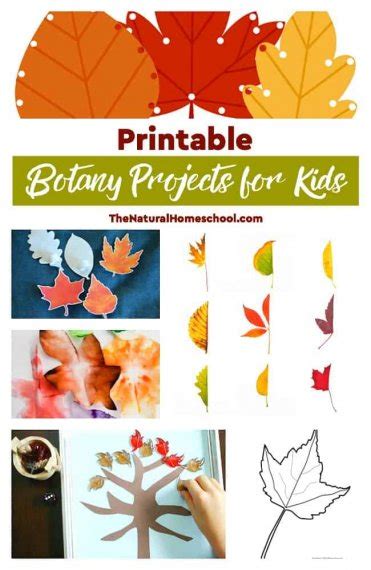 Printable Botany Projects for Kids and Learning Leaf Activities - The Natural Homeschool