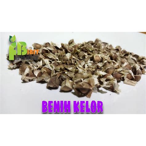 Jual 40 Biji Benih Kelor Daun Moringa Oleifera Shopee Indonesia