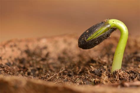 C Mo Germinar Semillas De Naranja Huerto En Casa