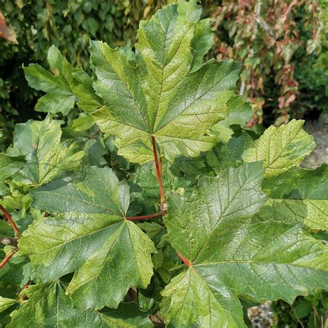 ACER pseudoplatanus Hermitage R érable sycomore panaché