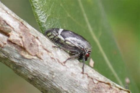 Ophiderma Grisea Xantholobus Nigrocinctus BugGuide Net