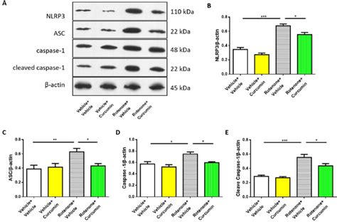 Curcumin Treatment Inhibited The Activation Of NLRP3 Inflammasome In SN