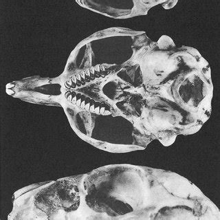 Dorsal Ventral And Lateral Views Of Cranium And Lateral View Of