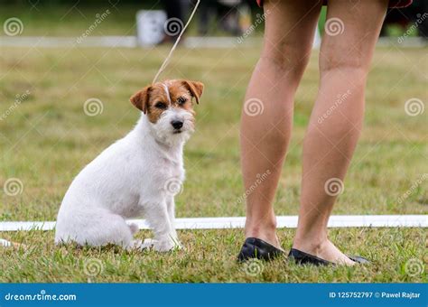 Jack Russell Terrier Training Outdoors Stock Image - Image of nature, obedient: 125752797