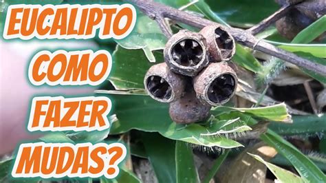 Como Fazer Mudas De Eucalipto Sementes E Cultivar Plantar De Forma