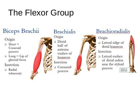 Elbow Muscle