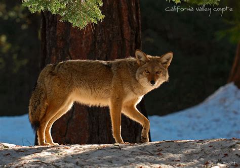 California Valley Coyote | Canid Wiki | Fandom