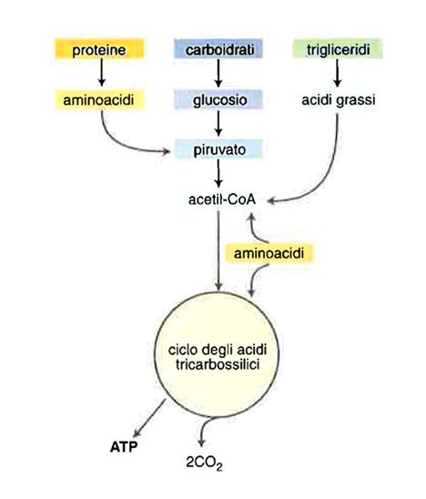 Metabolismo In Universo Del Corpo