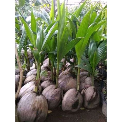 Jual Bibit Pohon Kelapa Hibrida Hijau Super Genjah Entok Berk Tadksa