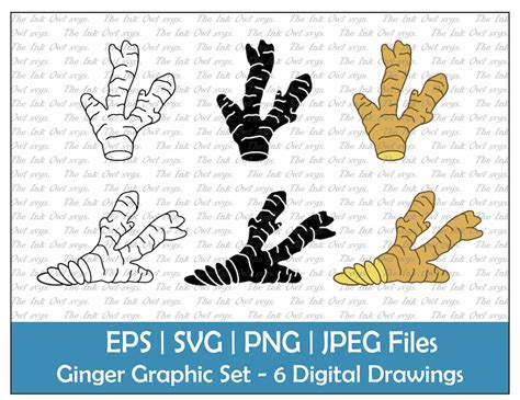 Ginger Vector Clipart Set Outline Stamp Drawing Etsy